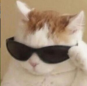 Cailean-finn-cat.jpeg